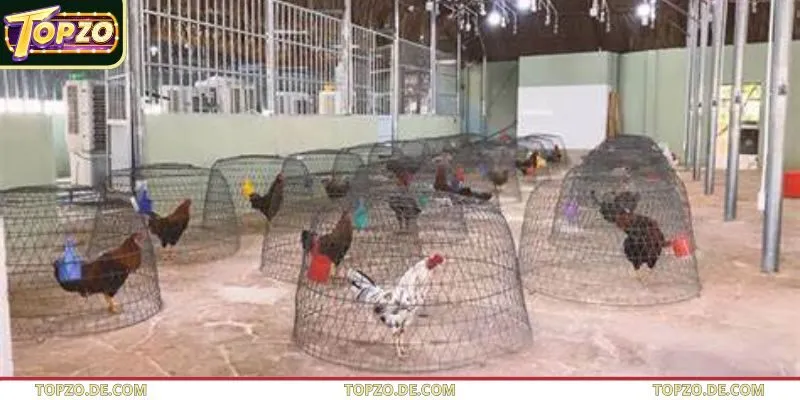 Đôi nét sơ lược về các trại đá gà uy tín