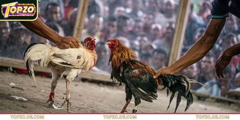 Đôi nét về bộ môn đá gà đòn tại Topzo