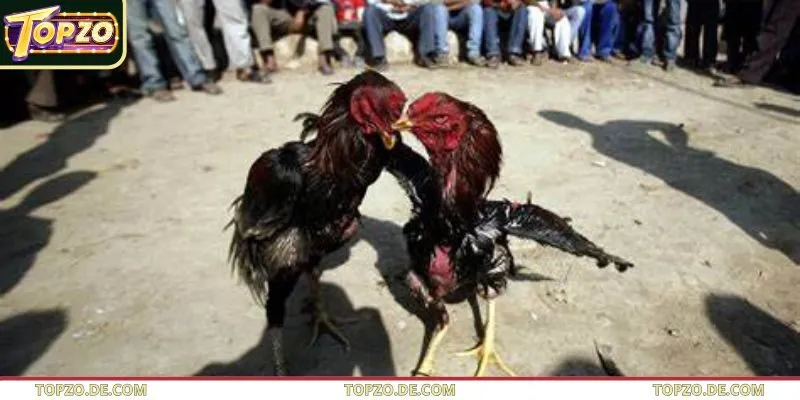 Hệ thống Topzo có nghệ thuật huấn luyện đầy công phu