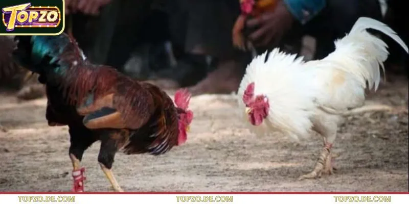 Hội viên tại Topzo nên chọn chiến kê có giống nòi tốt