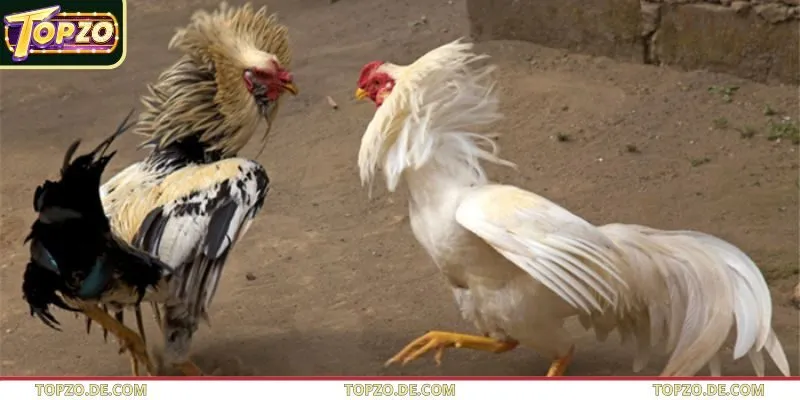 Hội viên tại Topzo thường dựa vào quy luật ngũ hành